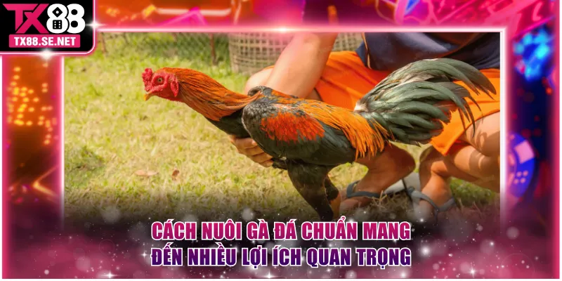Cách nuôi gà đá chuẩn mang đến nhiều lợi ích quan trọng