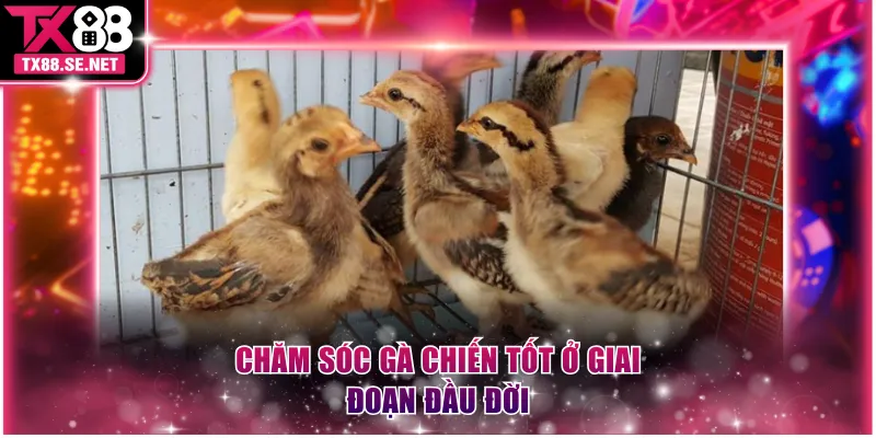 Chăm sóc gà chiến tốt ở giai đoạn đầu đời