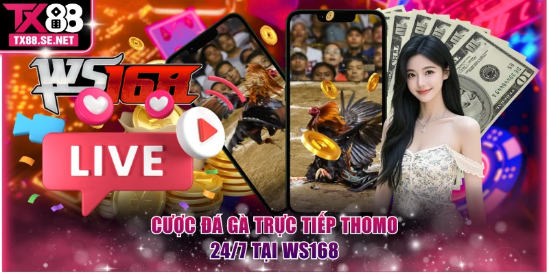 Cược đá gà trực tiếp Thomo 24/7 tại WS168