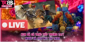 Đá gà trực tiếp Thomo 24/7
