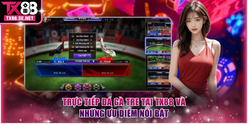 Trực tiếp đá gà tre tại TX88 và những ưu điểm nổi bật