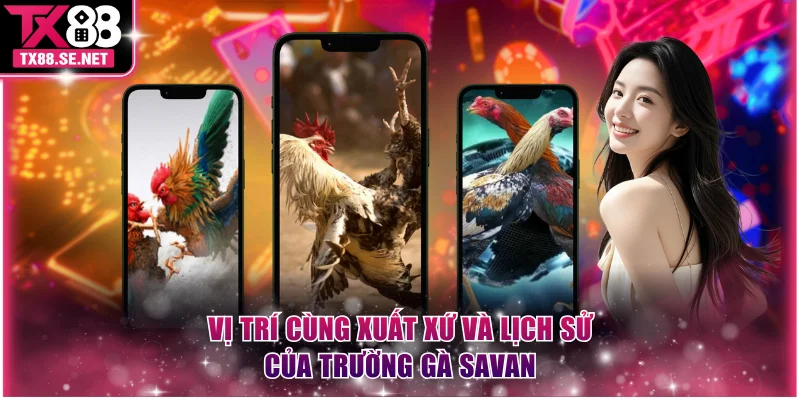Vị trí cùng xuất xứ và lịch sử của trường gà Savan